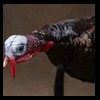 turkeys-taxidermy-020