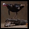 turkeys-taxidermy-021