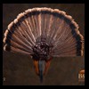 turkeys-taxidermy-022