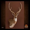Axis-Sika-Fallow-taxidermy-001