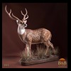 Axis-Sika-Fallow-taxidermy-002