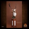 Axis-Sika-Fallow-taxidermy-003