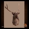 Axis-Sika-Fallow-taxidermy-004