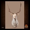 Axis-Sika-Fallow-taxidermy-005