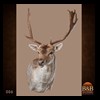 Axis-Sika-Fallow-taxidermy-006