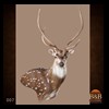 Axis-Sika-Fallow-taxidermy-007