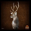 Axis-Sika-Fallow-taxidermy-011