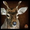 Axis-Sika-Fallow-taxidermy-012