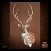 Axis-Sika-Fallow-taxidermy-014