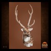 Axis-Sika-Fallow-taxidermy-015