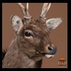 Axis-Sika-Fallow-taxidermy-018