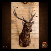 Axis-Sika-Fallow-taxidermy-018A