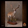 Axis-Sika-Fallow-taxidermy-019