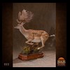 Axis-Sika-Fallow-taxidermy-022