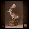 Axis-Sika-Fallow-taxidermy-023