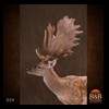 Axis-Sika-Fallow-taxidermy-024
