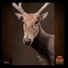 Axis-Sika-Fallow-taxidermy-026