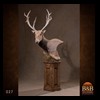 Axis-Sika-Fallow-taxidermy-027