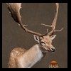 Axis-Sika-Fallow-taxidermy-028