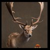 Axis-Sika-Fallow-taxidermy-029