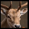 Axis-Sika-Fallow-taxidermy-030
