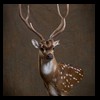 Axis-Sika-Fallow-taxidermy-031