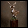 Axis-Sika-Fallow-taxidermy-032