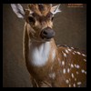Axis-Sika-Fallow-taxidermy-033