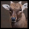 Axis-Sika-Fallow-taxidermy-034