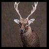 Axis-Sika-Fallow-taxidermy-035