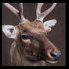 Axis-Sika-Fallow-taxidermy-036
