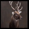 Axis-Sika-Fallow-taxidermy-037