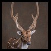 Axis-Sika-Fallow-taxidermy-038