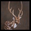 Axis-Sika-Fallow-taxidermy-039