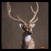 Axis-Sika-Fallow-taxidermy-041