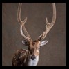Axis-Sika-Fallow-taxidermy-042