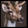 Axis-Sika-Fallow-taxidermy-043