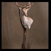 Axis-Sika-Fallow-taxidermy-045