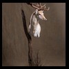 Axis-Sika-Fallow-taxidermy-047