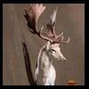 Axis-Sika-Fallow-taxidermy-048