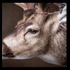 Axis-Sika-Fallow-taxidermy-049