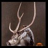 Axis-Sika-Fallow-taxidermy-050