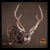 Axis-Sika-Fallow-taxidermy-051