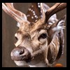 Axis-Sika-Fallow-taxidermy-052