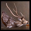 Axis-Sika-Fallow-taxidermy-053