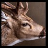Axis-Sika-Fallow-taxidermy-054
