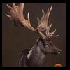 Axis-Sika-Fallow-taxidermy-055