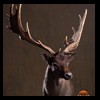 Axis-Sika-Fallow-taxidermy-056