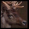 Axis-Sika-Fallow-taxidermy-057