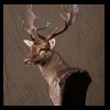 Axis-Sika-Fallow-taxidermy-059